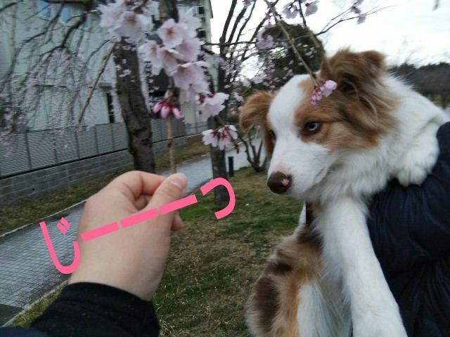 f:id:gussan-belle:20190323121702j:image