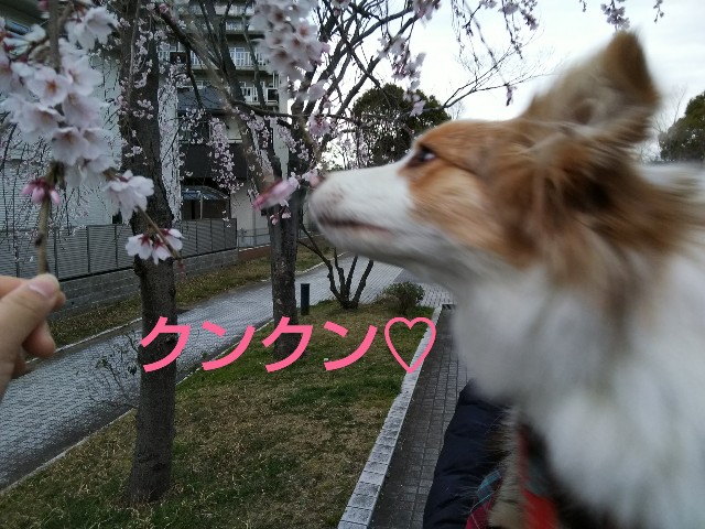 f:id:gussan-belle:20190323121714j:image