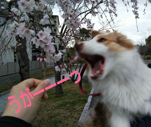 f:id:gussan-belle:20190323121736j:image