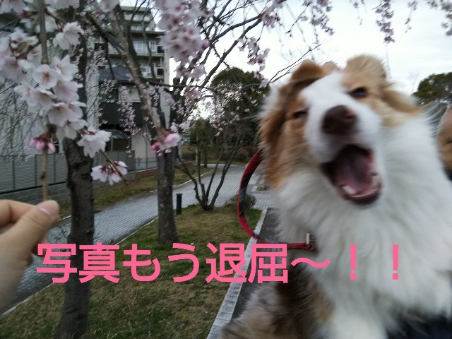 f:id:gussan-belle:20190323121746j:image