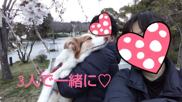 f:id:gussan-belle:20190323121759j:image