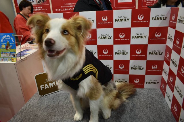 f:id:gussan-belle:20190330165702j:image