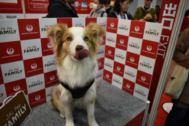 f:id:gussan-belle:20190330165717j:image