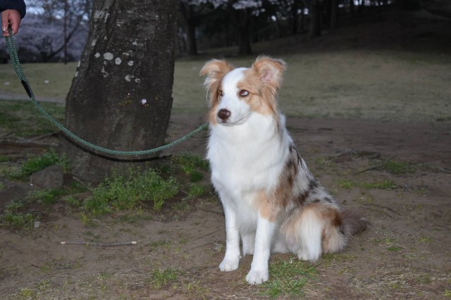f:id:gussan-belle:20190331211808j:image
