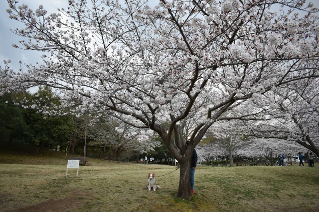 f:id:gussan-belle:20190331212210j:image