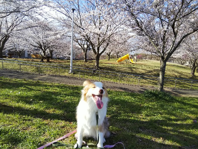 f:id:gussan-belle:20190403103206j:image