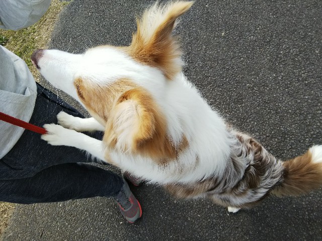 f:id:gussan-belle:20190410080218j:image