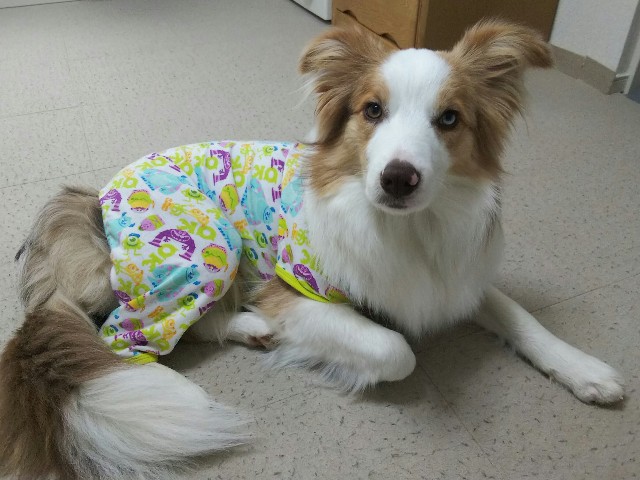 f:id:gussan-belle:20190411083408j:image