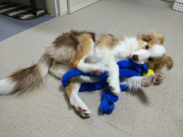 f:id:gussan-belle:20190412125015j:image
