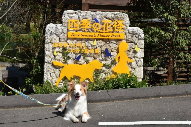 f:id:gussan-belle:20190413191910j:image