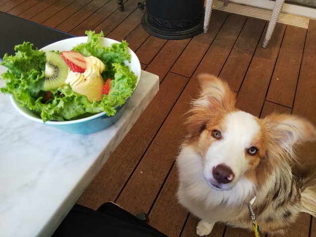 f:id:gussan-belle:20190413192505j:image
