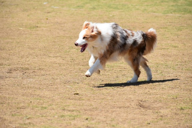f:id:gussan-belle:20190413193241j:image
