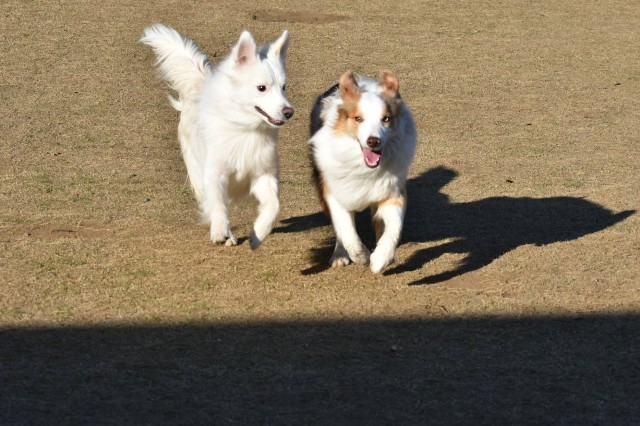 f:id:gussan-belle:20190413193638j:image