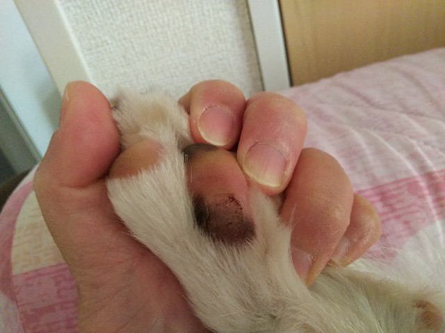 f:id:gussan-belle:20190415192659j:image