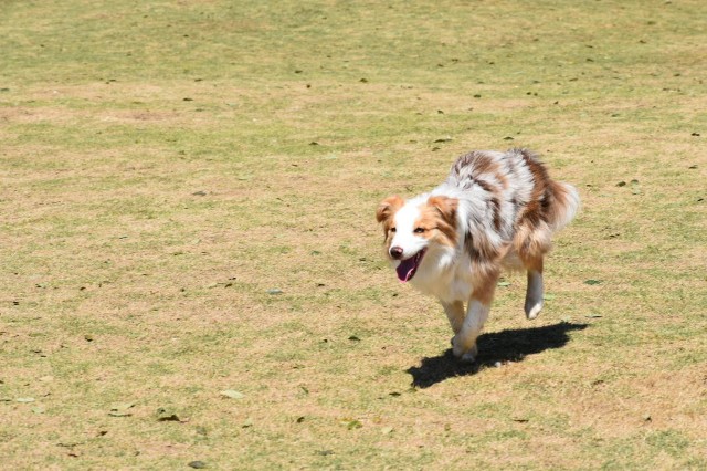 f:id:gussan-belle:20190416102558j:image