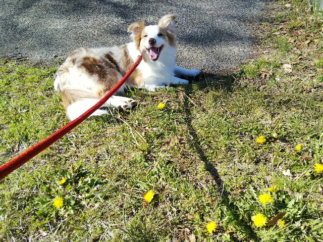 f:id:gussan-belle:20190416102641j:image