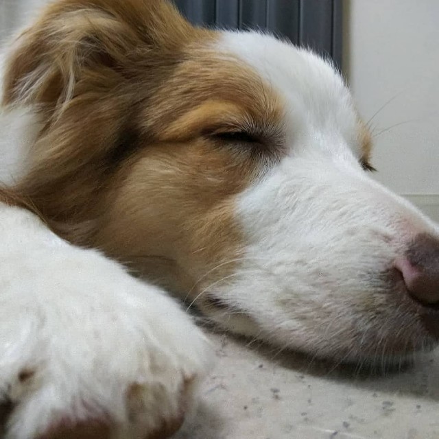 f:id:gussan-belle:20190417215334j:image