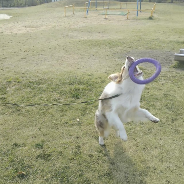 f:id:gussan-belle:20190419104338j:image