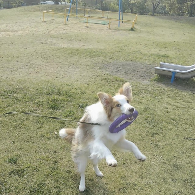f:id:gussan-belle:20190419104411j:image