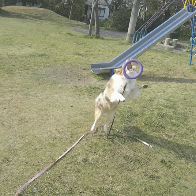 f:id:gussan-belle:20190419104530j:image