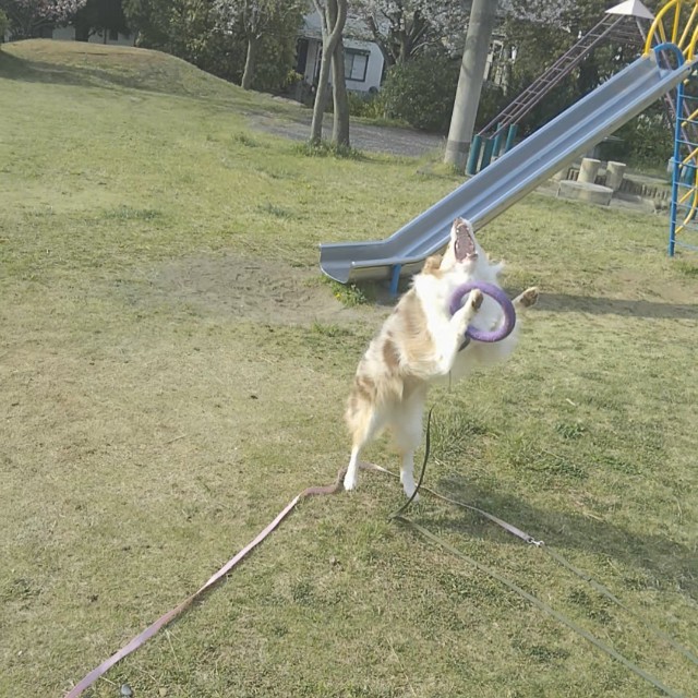 f:id:gussan-belle:20190419104550j:image