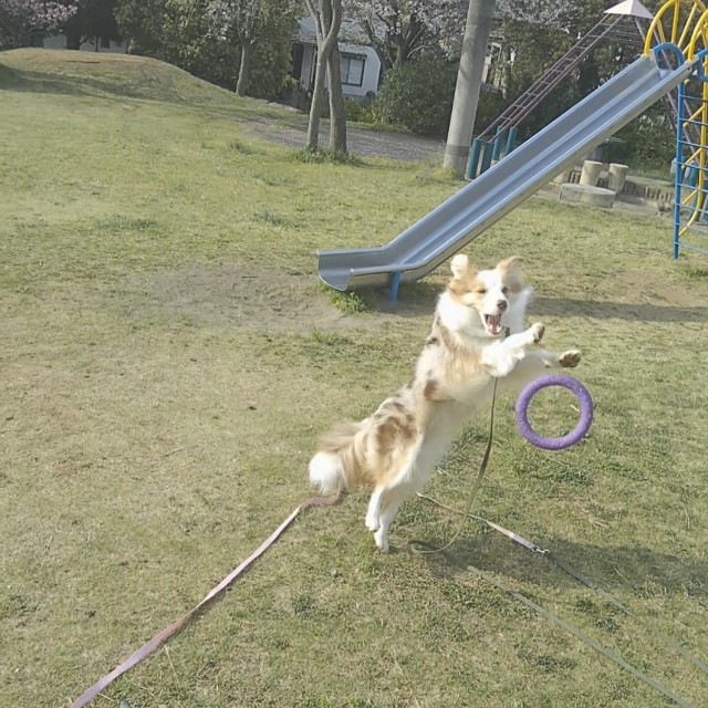 f:id:gussan-belle:20190419104607j:image