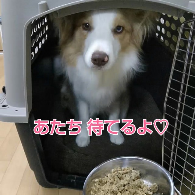 f:id:gussan-belle:20190420101648j:image
