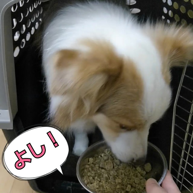 f:id:gussan-belle:20190420101657j:image