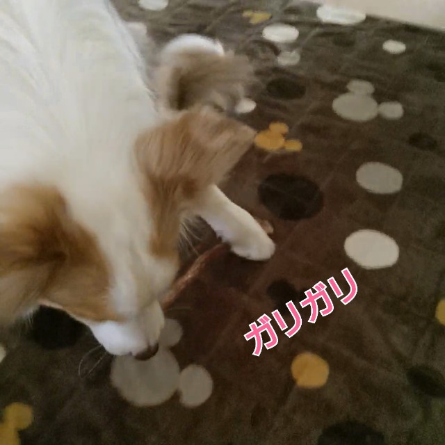 f:id:gussan-belle:20190420101727j:image