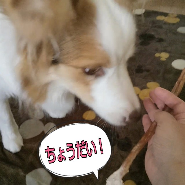 f:id:gussan-belle:20190420101738j:image