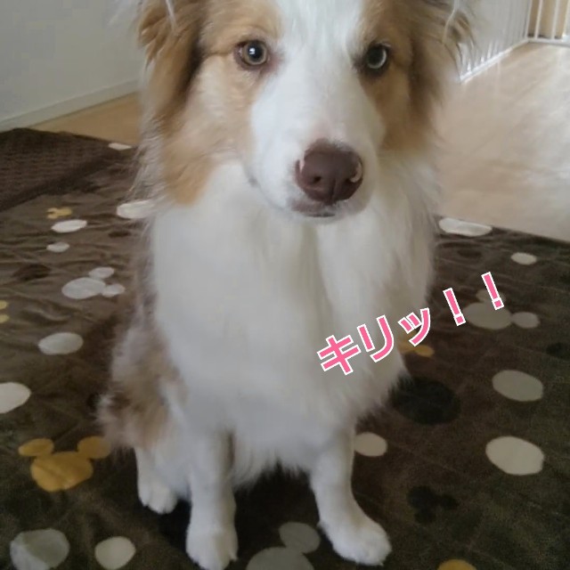 f:id:gussan-belle:20190420101748j:image