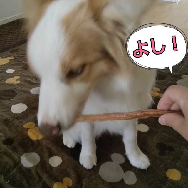 f:id:gussan-belle:20190420101758j:image