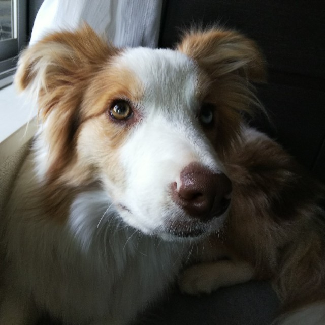 f:id:gussan-belle:20190421094240j:image