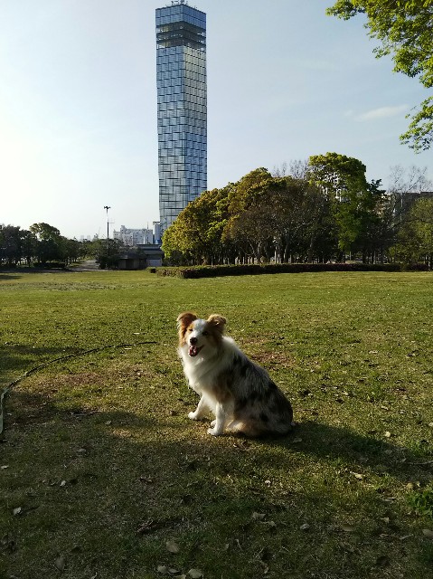 f:id:gussan-belle:20190423192728j:image f:id:gussan-belle:20190423192728j:image