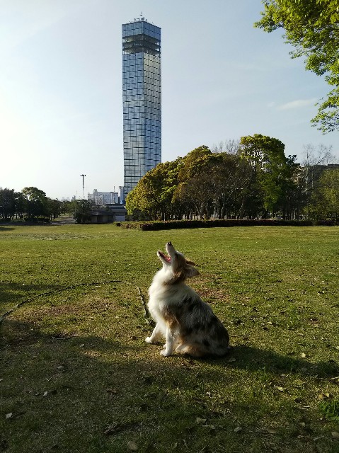 f:id:gussan-belle:20190423192752j:image f:id:gussan-belle:20190423192752j:image