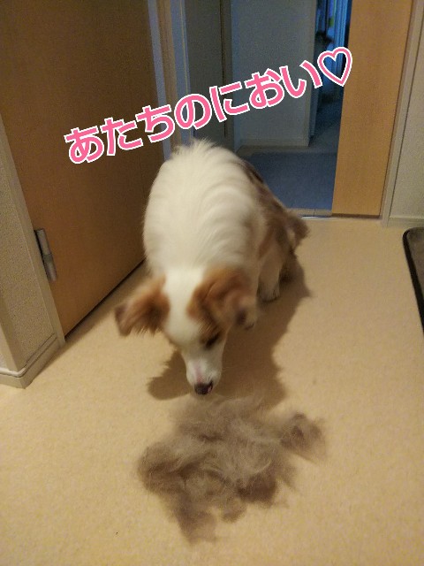 f:id:gussan-belle:20190424093236j:image