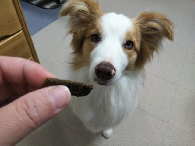 f:id:gussan-belle:20190425125507j:image