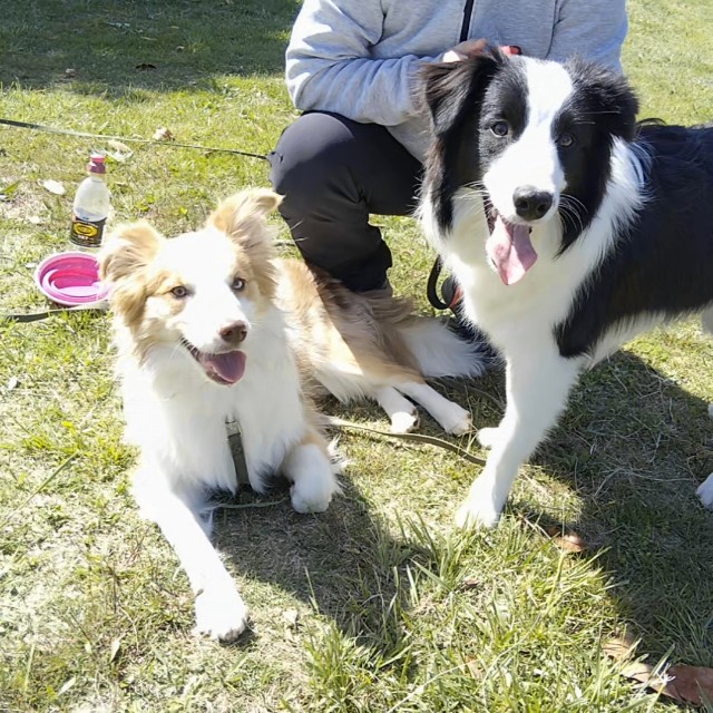 f:id:gussan-belle:20190428140615j:image