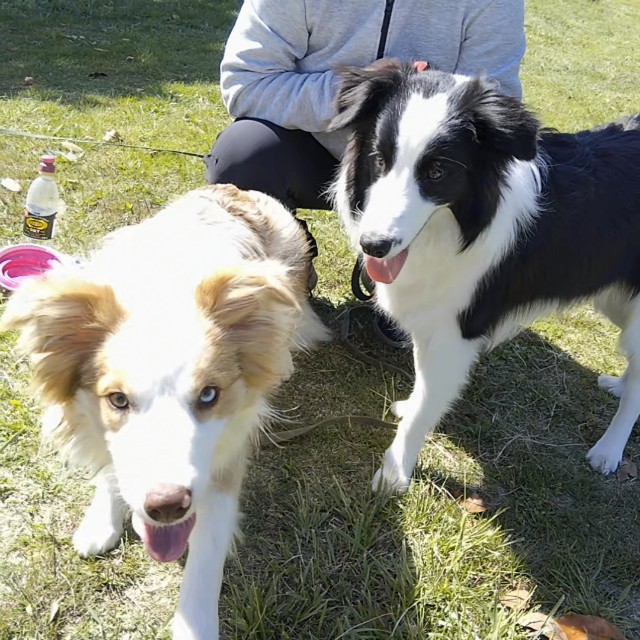 f:id:gussan-belle:20190428140635j:image