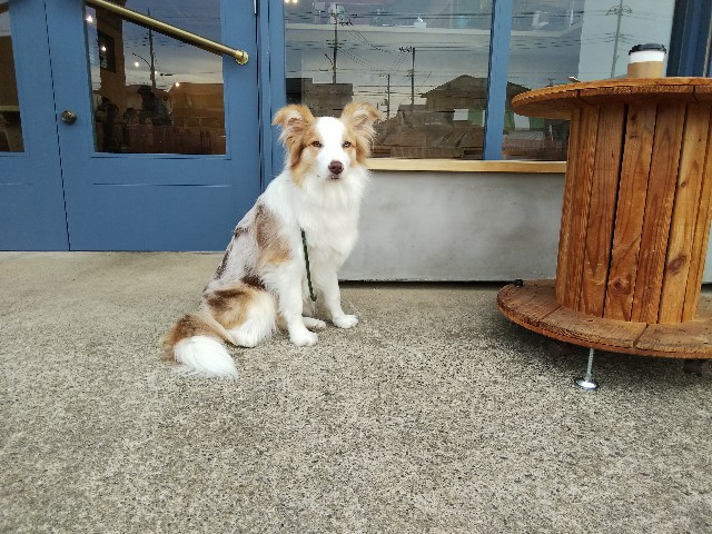 f:id:gussan-belle:20190428205628j:image