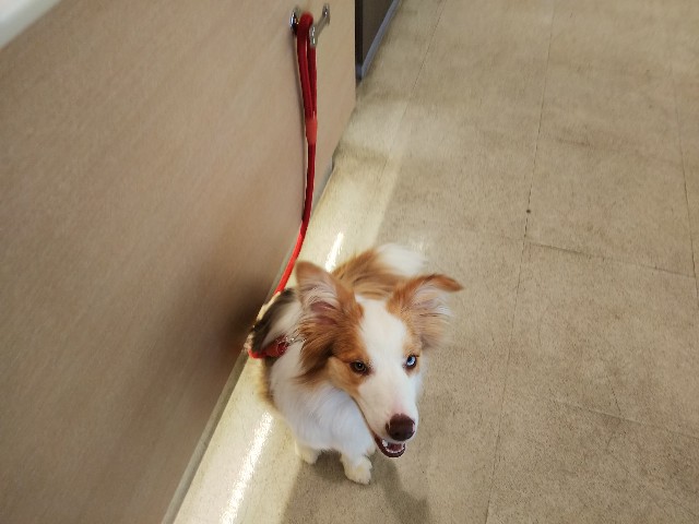 f:id:gussan-belle:20190429181257j:image