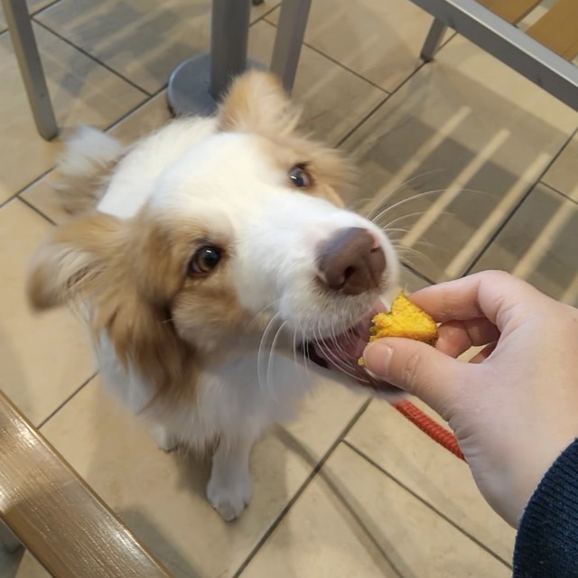 f:id:gussan-belle:20190429181427j:image