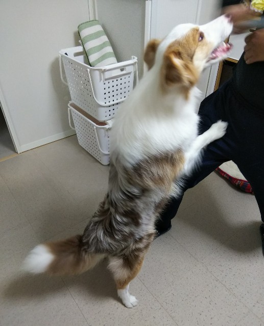 f:id:gussan-belle:20190430204505j:image