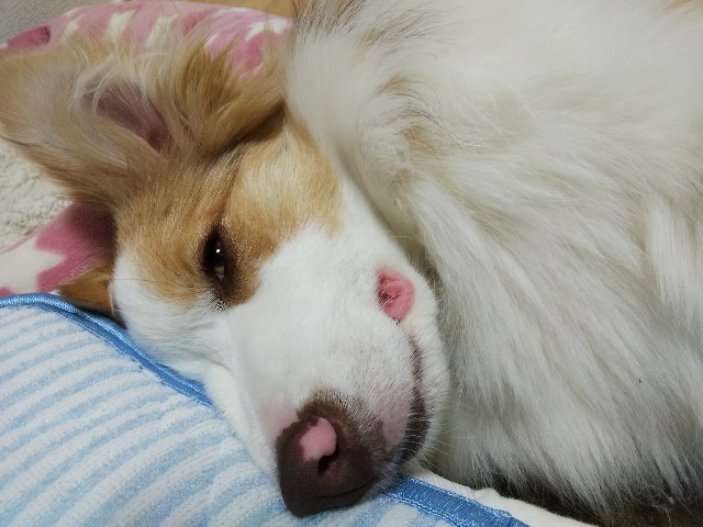 f:id:gussan-belle:20190501085336j:image f:id:gussan-belle:20190501085336j:image