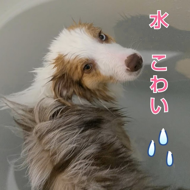 f:id:gussan-belle:20190502070839j:image