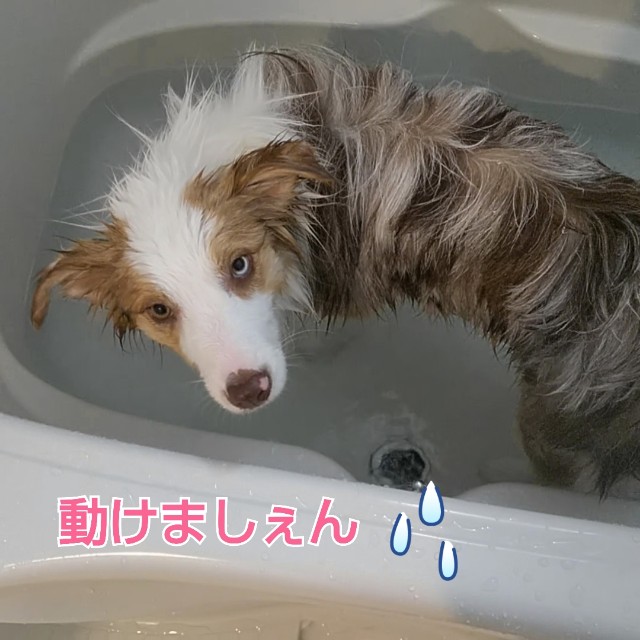 f:id:gussan-belle:20190502070854j:image