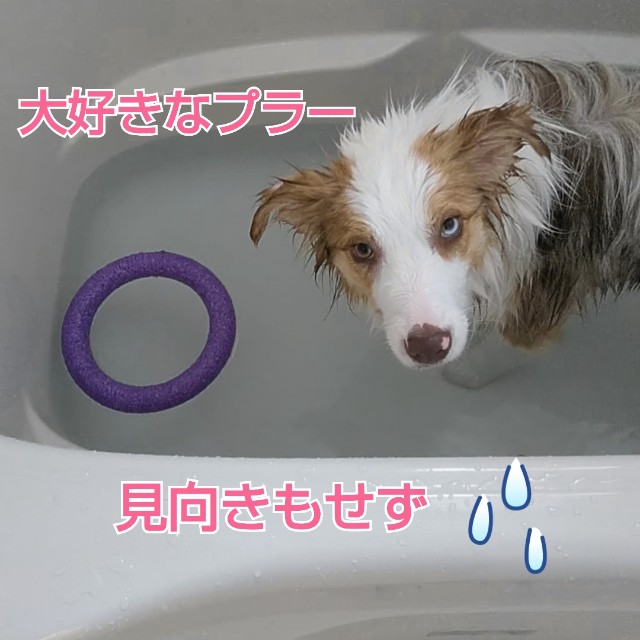 f:id:gussan-belle:20190502070920j:image