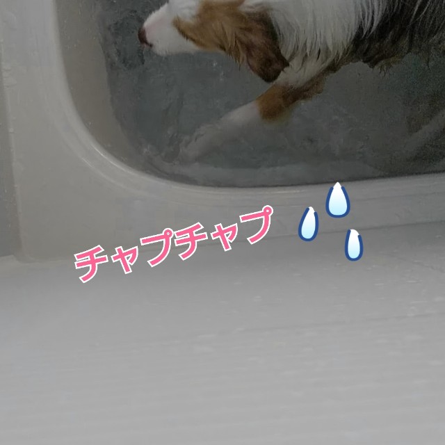 f:id:gussan-belle:20190502071019j:image