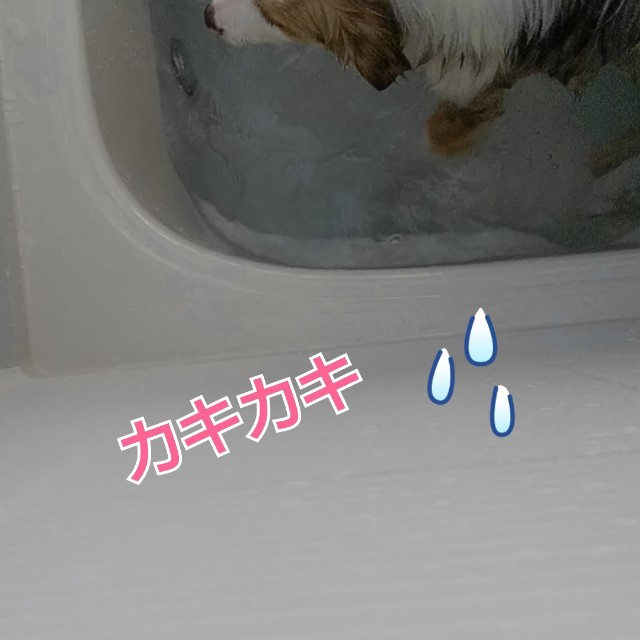 f:id:gussan-belle:20190502071028j:image