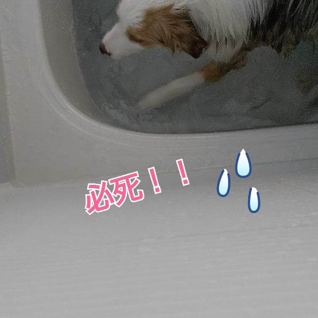 f:id:gussan-belle:20190502071036j:image